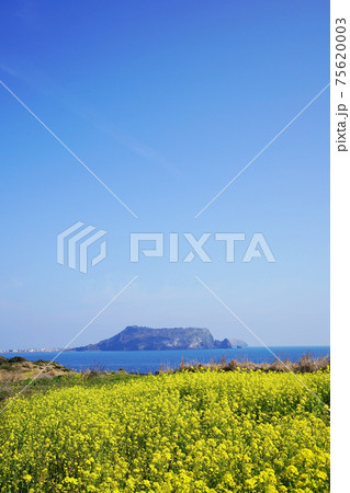花 海 花畑 75620003