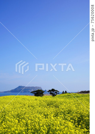 花 空 花畑 75620008