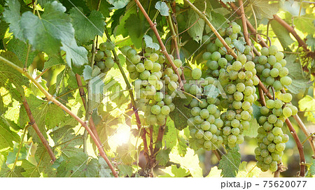 Vine and bunch of white grapes Vine and bunch of white grapes 75620077