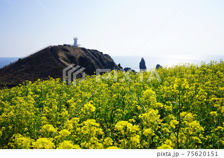 海岸 花 海 75620151