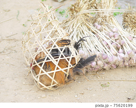 籠の中のニワトリ(ポーンサワン/ラオス) 籠の中のニワトリ(ポーンサワン/ラオス) 75620199