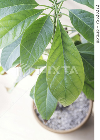 アボカド鉢植え アボカド鉢植え 75620222