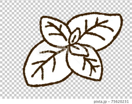 薄荷（單色） 75620231