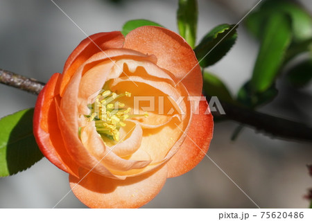 ボケ　Flowering quince 75620486