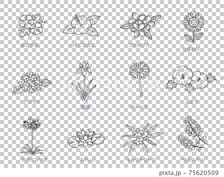 夏の花の線画　アイコンセット　モノクロ 75620509