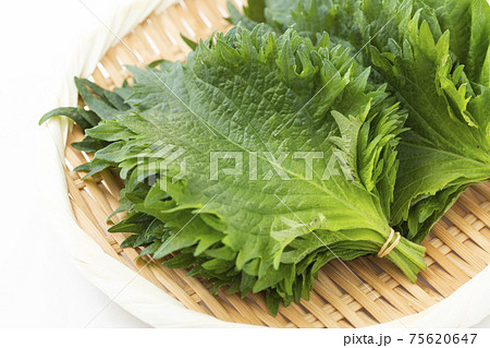大葉 大葉 75620647