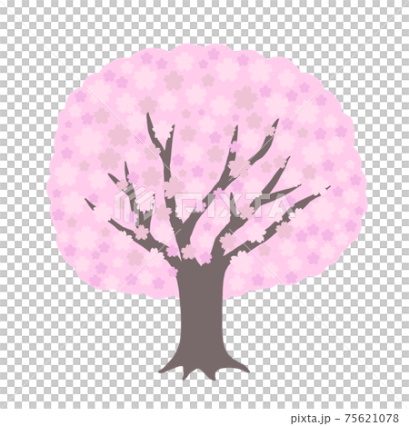 盛開的櫻花花瓣套裝簡化的mokomoko 盛開的櫻花花瓣套裝簡化的mokomoko 75621078