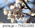 午後の太陽光に透ける桜の花 75621080