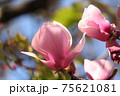 太陽光を浴びるピンクの木蓮 75621081