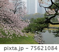 池のある日本庭園に咲く桜 75621084