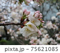 開花したての桜の花とつぼみ 75621085