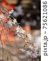 お寺に咲くしだれ桜 縦 75621086