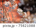 お寺に咲くしだれ桜 横 75621088