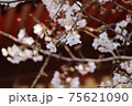 お寺に咲くソメイヨシノ 75621090