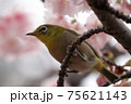 安行桜の枝にとまるメジロのアップ 75621143
