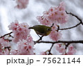 安行桜の枝にとまるメジロ 75621144