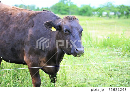 和牛 和牛 75621243