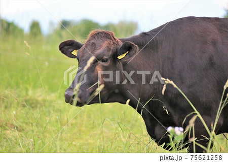 和牛 和牛 75621258