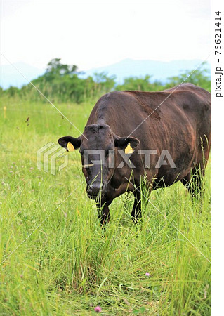 和牛 和牛 75621414