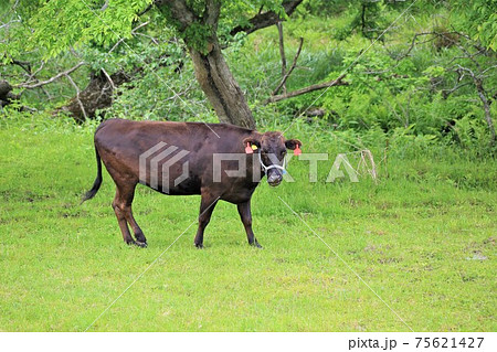 和牛 和牛 75621427