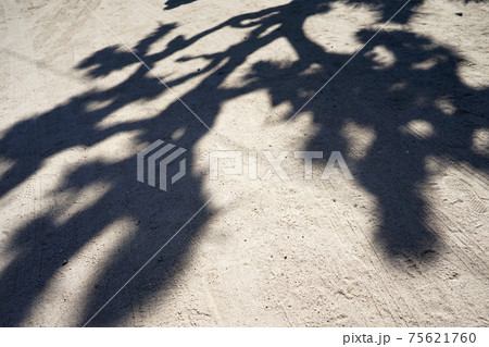 ジョシュアツリーの影 75621760