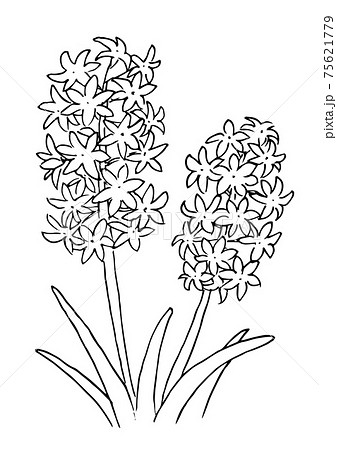 Hyacinth Line Art Illustration Stock Illustration