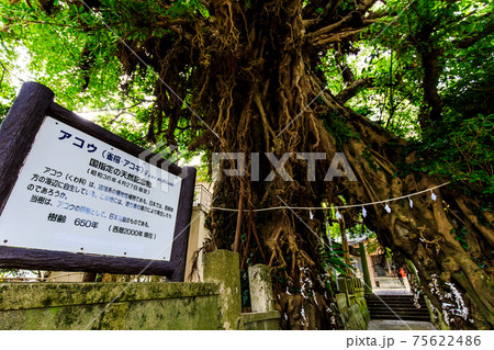 奈良尾のあこう　新上五島　五島列島　【長崎県南松浦郡】 75622486