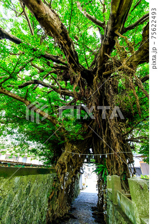 奈良尾のあこう 新上五島 五島列島 【長崎県南松浦郡】 奈良尾のあこう 新上五島 五島列島 【長崎県南松浦郡】 75622493