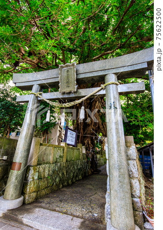 奈良尾のあこう　新上五島　五島列島　【長崎県南松浦郡】 75622500
