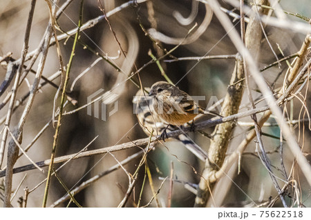 枝に止まるベニマシコ　メス　2月　奥多摩 75622518