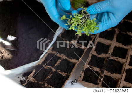 Farmer hands planting plants flower sprouts to soil Farmer hands planting plants flower sprouts to soil 75622987