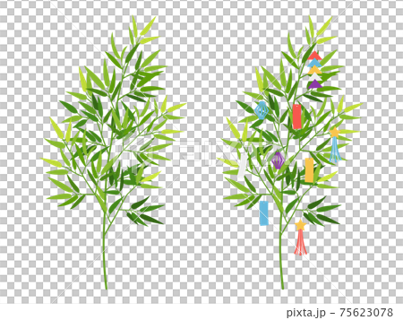 笹(飾りなし/七夕飾り付き) 笹(飾りなし/七夕飾り付き) 75623078
