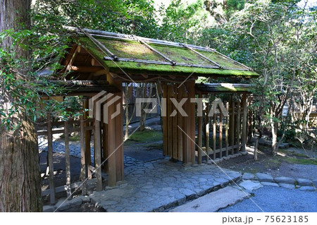 早春の椿大神社 75623185