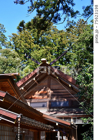 早春の椿大神社 75623198