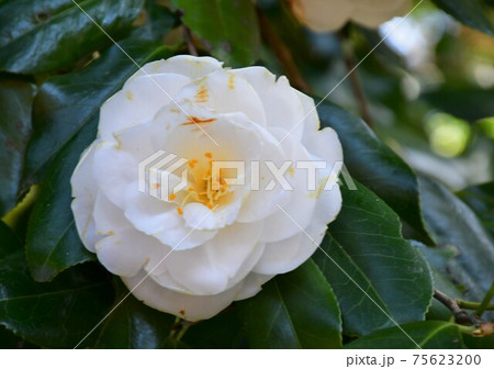 早春の椿大神社 75623200