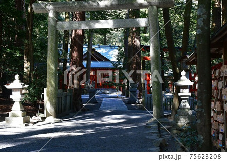 早春の椿大神社 75623208