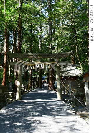 早春の椿大神社 早春の椿大神社 75623211