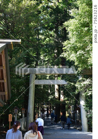 早春の椿大神社 75623216