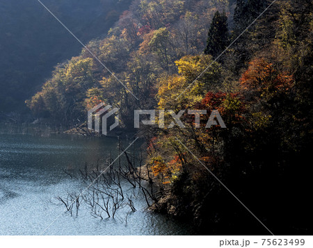 徳山湖の紅葉 75623499