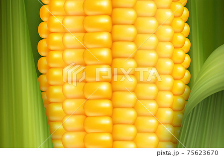 Realistic Corn Background Realistic Corn Background 75623670