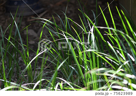 春のセキショウ（石菖） 75623989