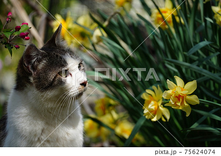 水仙の花畑で佇む野良猫母さん 水仙の花畑で佇む野良猫母さん 75624074