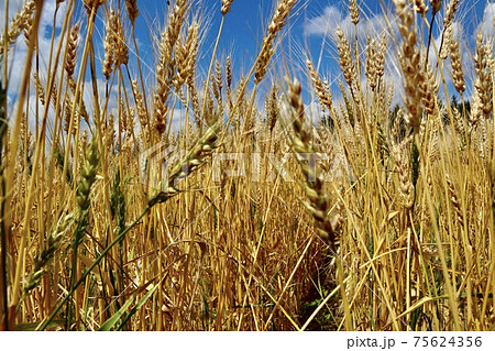秋の小麦畑　春よ恋 75624356