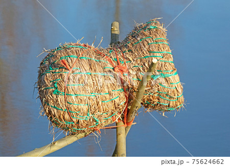 Duck basket in a pond Duck basket in a pond 75624662