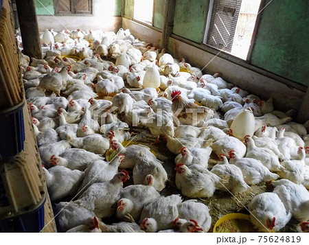 ニワトリの精肉工場、ブロイラー、ミャンマーにて 75624819