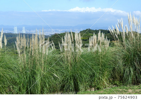 あわじ花さじきのパンパスグラス 75624903