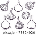 illustration Set of drawing different garlic lineart 75624920