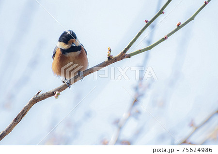 ヤマガラ　山雀 75624986