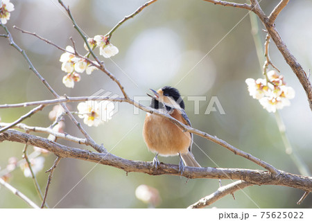 ヤマガラ　山雀 75625022