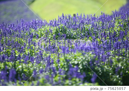 あわじ花さじきのブルーサルビア 75625057